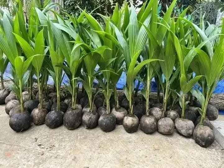 Bibit Kelapa Kopyor Harga